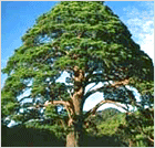 교목 소나무